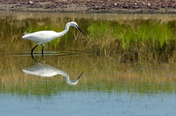 Aigrette garzette, .Egretta garzetta, Little Egret,