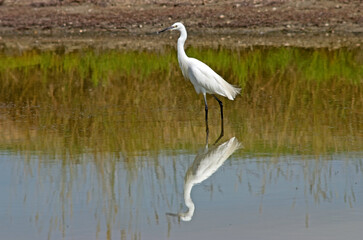 Aigrette garzette, .Egretta garzetta, Little Egret,