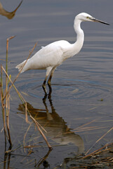 Aigrette garzette, .Egretta garzetta, Little Egret,