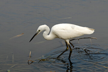 Aigrette garzette, .Egretta garzetta, Little Egret,