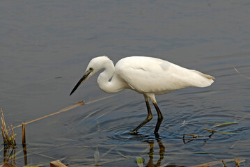 Aigrette garzette, .Egretta garzetta, Little Egret,
