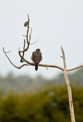 Faucon pèlerin,.Falco peregrinus, Peregrine Falcon
