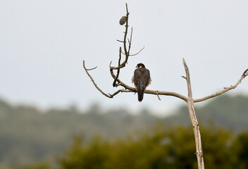 Faucon pèlerin,.Falco peregrinus, Peregrine Falcon