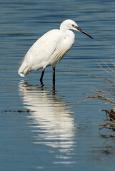 Aigrette garzette, .Egretta garzetta, Little Egret,