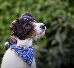 Jack russel terrier with bandana