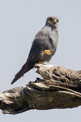 Faucon ardoisé, Falco ardosiaceus, Grey Kestrel