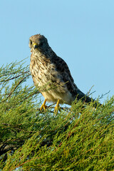 Faucon crécerelle,.Falco tinnunculus, Common Kestrel
