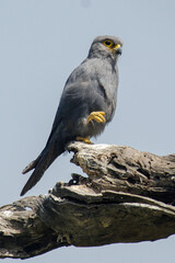 Faucon ardoisé, Falco ardosiaceus, Grey Kestrel