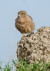 Crécerelle aux yeux blancs.Falco rupicoloides , Greater Kestrel