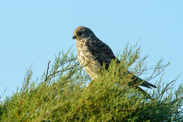 Faucon crécerelle,.Falco tinnunculus, Common Kestrel