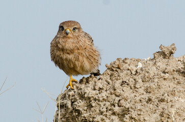 Crécerelle aux yeux blancs.Falco rupicoloides , Greater Kestrel