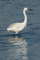 Aigrette garzette, .Egretta garzetta, Little Egret,