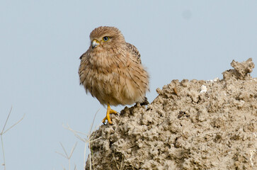 Crécerelle aux yeux blancs.Falco rupicoloides , Greater Kestrel