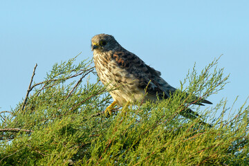 Faucon crécerelle,.Falco tinnunculus, Common Kestrel