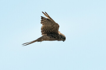Faucon crécerelle,.Falco tinnunculus, Common Kestrel