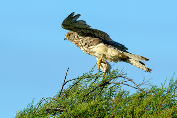 Faucon crécerelle,.Falco tinnunculus, Common Kestrel