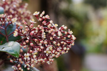 The buds of a Skimmia (Skimmia japonica ‘Rubella') plant in springtime