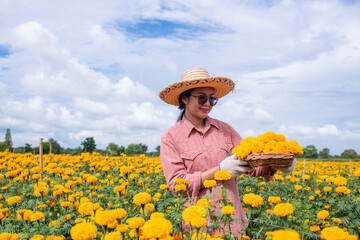 Farmers are wearing hat and a plaid shirt while holding and pick up marigold flower checking quality is caring for Marigolds flower smart garden business concept.