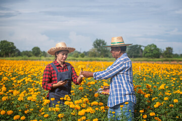 Farmers are wearing hat and a plaid shirt while holding and pick up marigold flower checking quality is caring for Marigolds flower smart garden business concept.