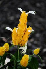 Yellow flower with white petals against a dark background
