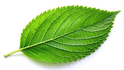 Fototapeta premium Abstract green leaves on white background