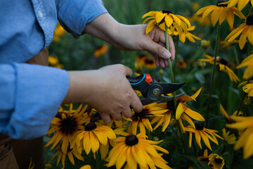 Girl prune the bush yellow flowers with secateur in the garden. High quality photo