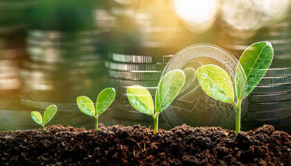 Step of coins with Sapling are growing from the soil with sunlight and water drop on it, step growth after rain in natural background	
