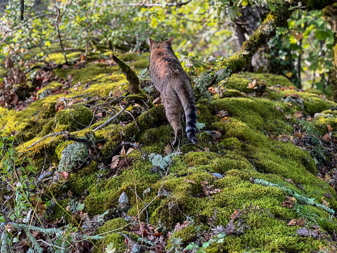 Female tabby cat walking over a dead branch covered with moss while exploring a forest, surrounded by dead wood, leefs and lichen, signs of the automn starting.