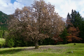 tree in autumn