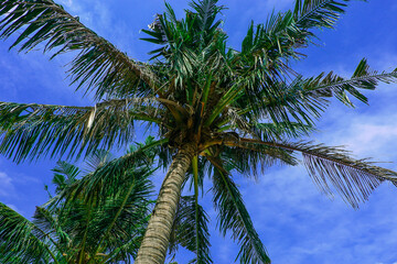 Coconut palm tree on sea beach against blue sky with cloud