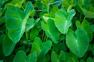 The texture and motif of the taro leaves, tubers eaten as a root crop. Lush green leaves nature...