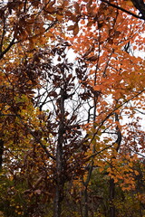 Autumn in Beijing's Yunmeng Mountain is colorful