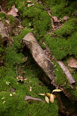 Autumn in Beijing's Yunmeng Mountain is colorful