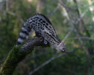Gineta animal vivérrido bosque