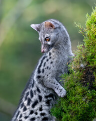 Gineta animal vivérrido bosque