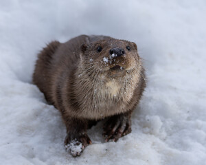 Nutria, animal, nieve, lutra lutra