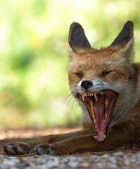 Zorro, animal, Vulpes vulpes, mamifero