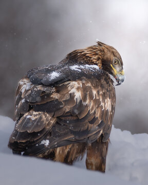 Aguila real, animal, nieve, nevando