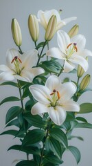 White Lilies in Bloom