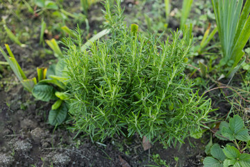 Fresh Rosemary Herb grow outdoor. Rosemary leaves Close-up. High quality photo