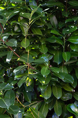 Laurel leaves in garden closeup