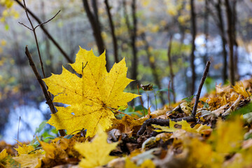 Golden autumn season, yellow maple leaves on a ground in a forest