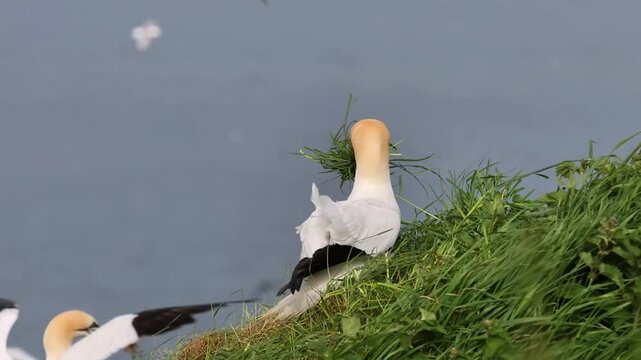 Gannet (Morus bassanus) collecting nesting material on the cliff edge.