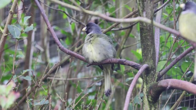 Collared Finchbill (Spizixos semitorques) 4K Video