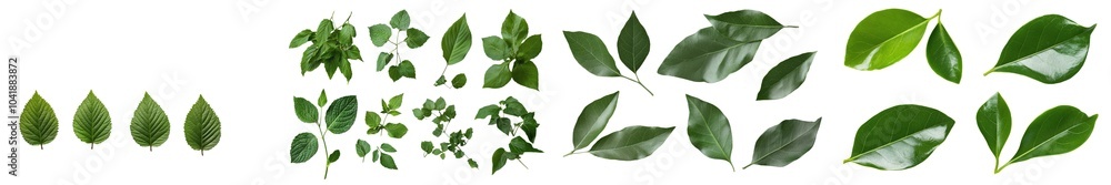 Poster Full Depth of Field. Focus stacking on avocado tree leaf set on white background