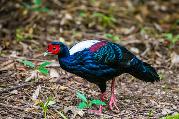 A view of a Swinhoe’s Pheasant bird in Furnas on the island of San Miguel in the Azores in summertime