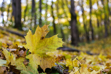 Golden autumn season, yellow maple leaves on a ground in a forest