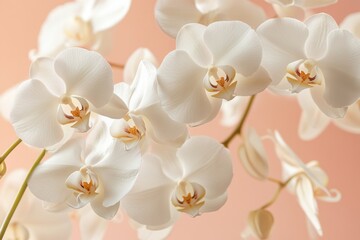 Fototapeta premium Elegant White Orchids on Soft Pastel Background