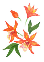 Branch with orange orchid flowers Cattleya, colorful hand-drawn sketch with markers, felt-tip pens for design of postcards, posters, surfaces, clipart, scrapbooking.