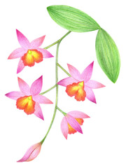 Branch with flowers of pink orchid Cattleya phalaenopsis, colorful hand-drawn sketch with colored pencils for design of postcards, posters, surfaces.